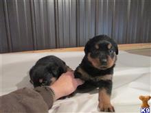 Rottweiler